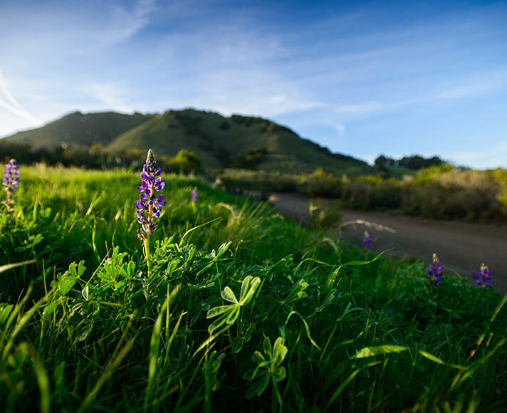 Flowers bloom on Madonna Mountain in San Luis Obispo, CA