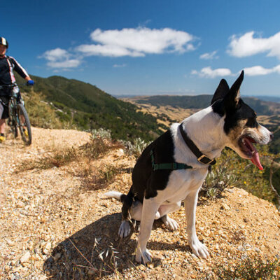 Dog looks out over San Luis Obispo County