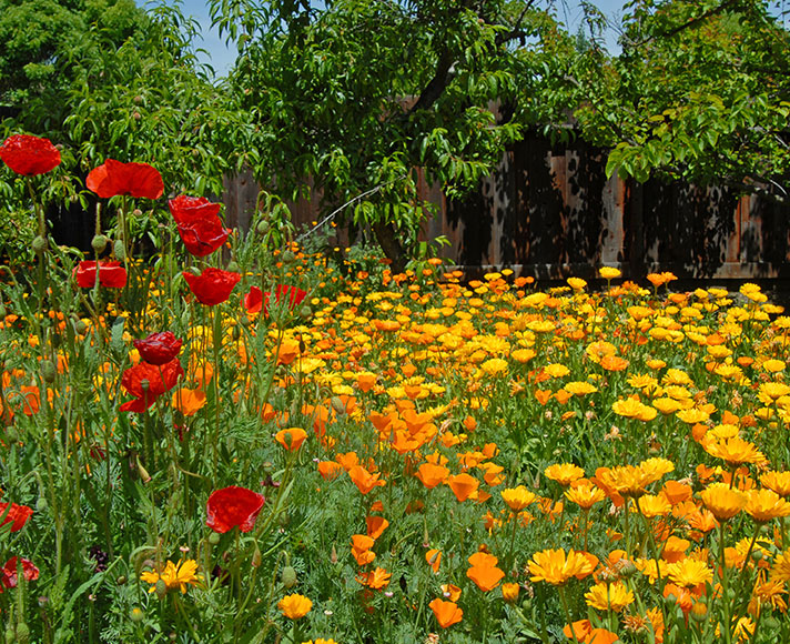 Flowers blooming at the San Luis Obispo Botanical Garden