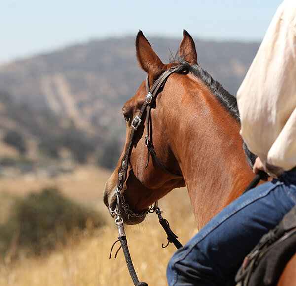 A man goes horseback riding in San Luis Obispo, CA