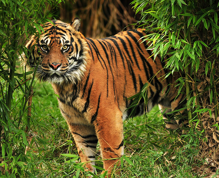 Tiger at the Charles Paddock Zoo in Atascadero, CA