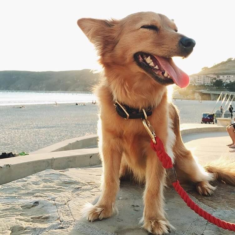 Sitting Dog at the avila beach boardwalk.