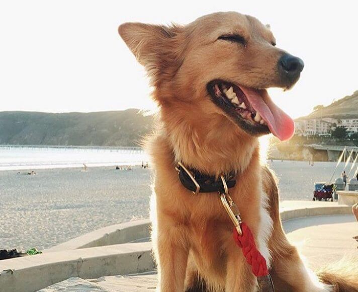A tan dog at Avila Beach
