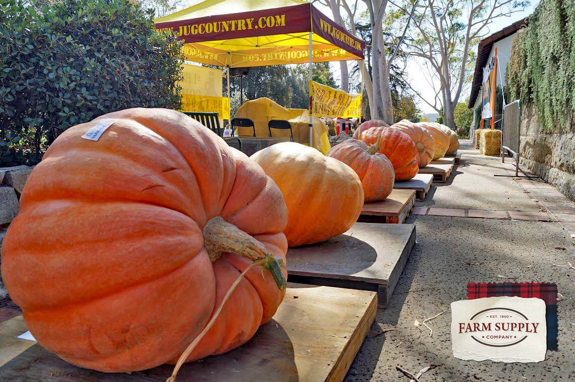 13th Annual Great Pumpkin & Scarecrow Contest