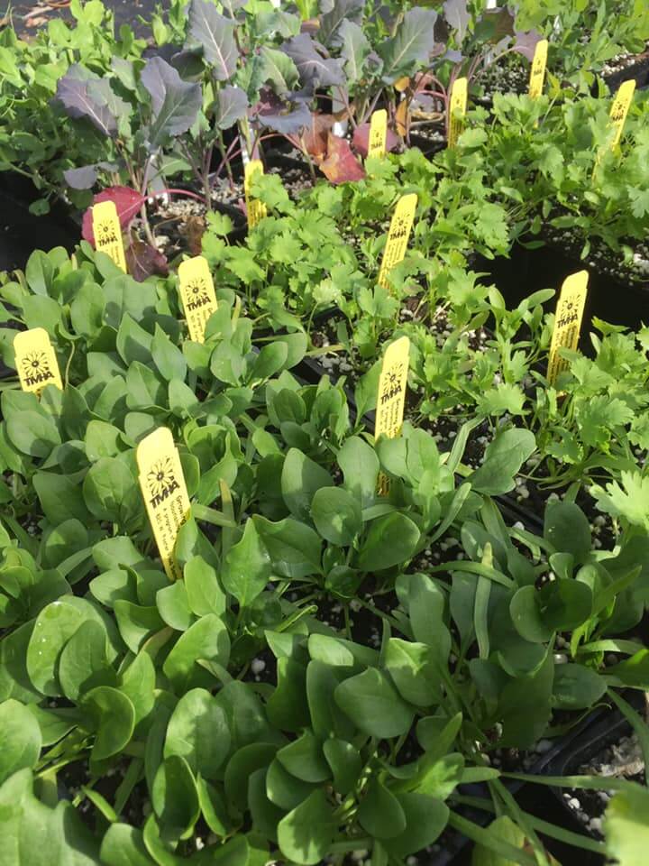Edible Plants at Growing Grounds San Luis Obispo