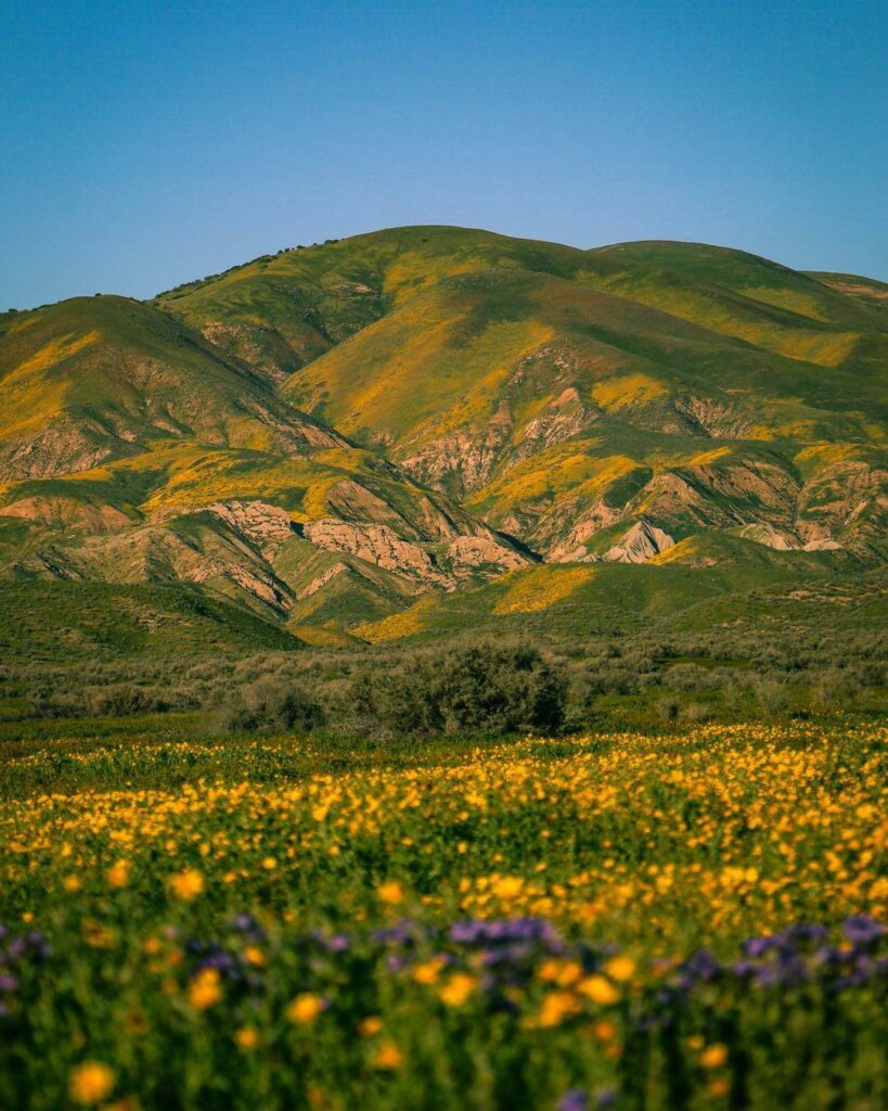 Photo of green hillside covered in vibrant gold wildflowers.