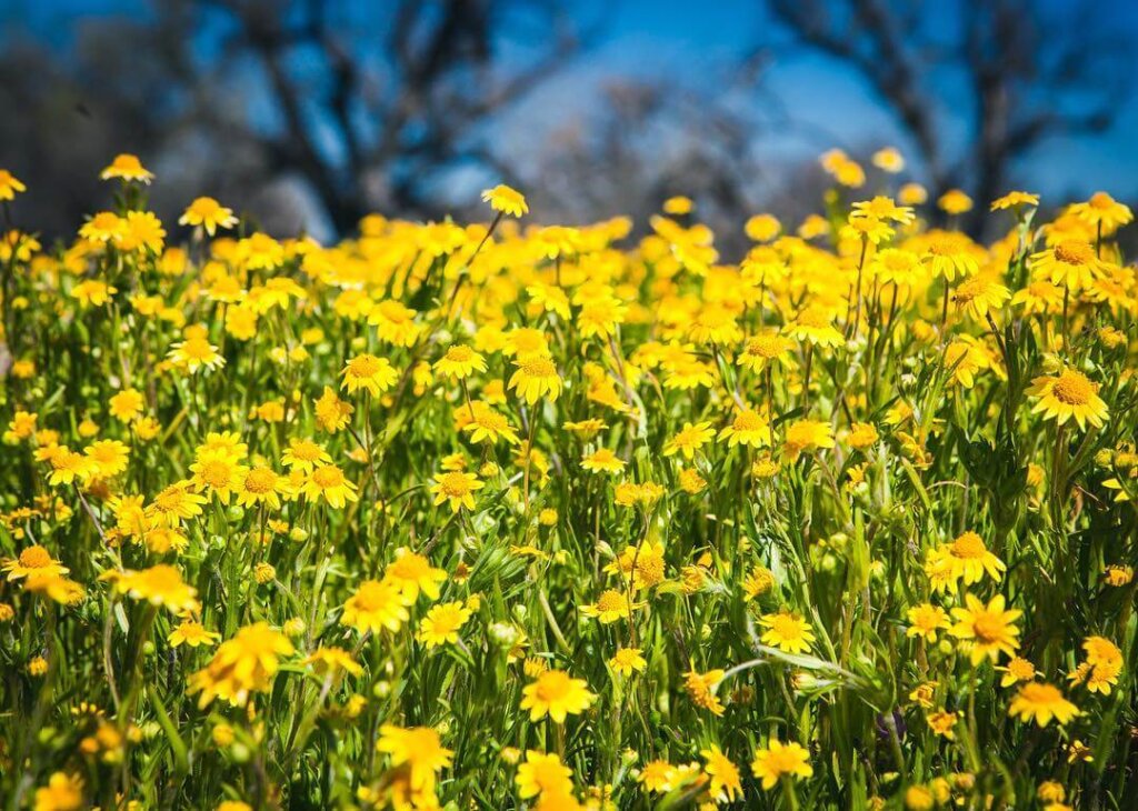 Photo of golden wildflowers in field.