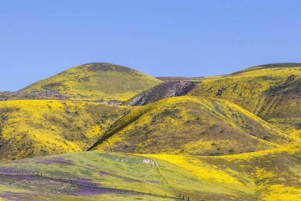 Image of hillside covered in vibrant yellow flowers. 