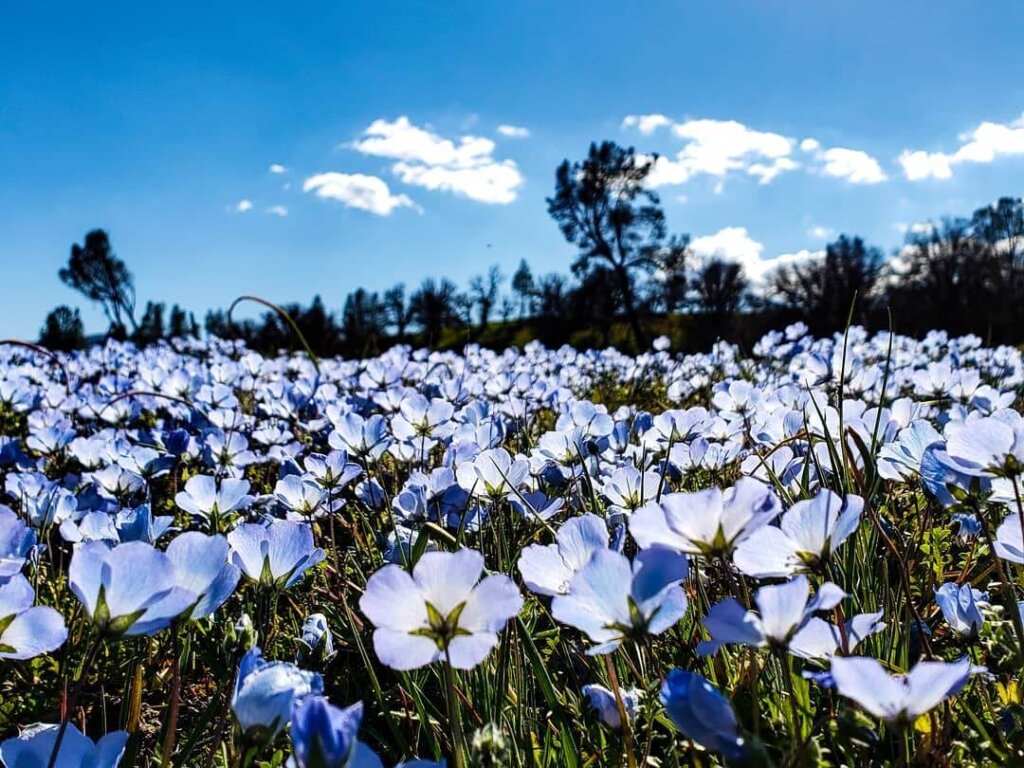 Image of beaming white wildflowers covering a field off of Shell Beach Road.
