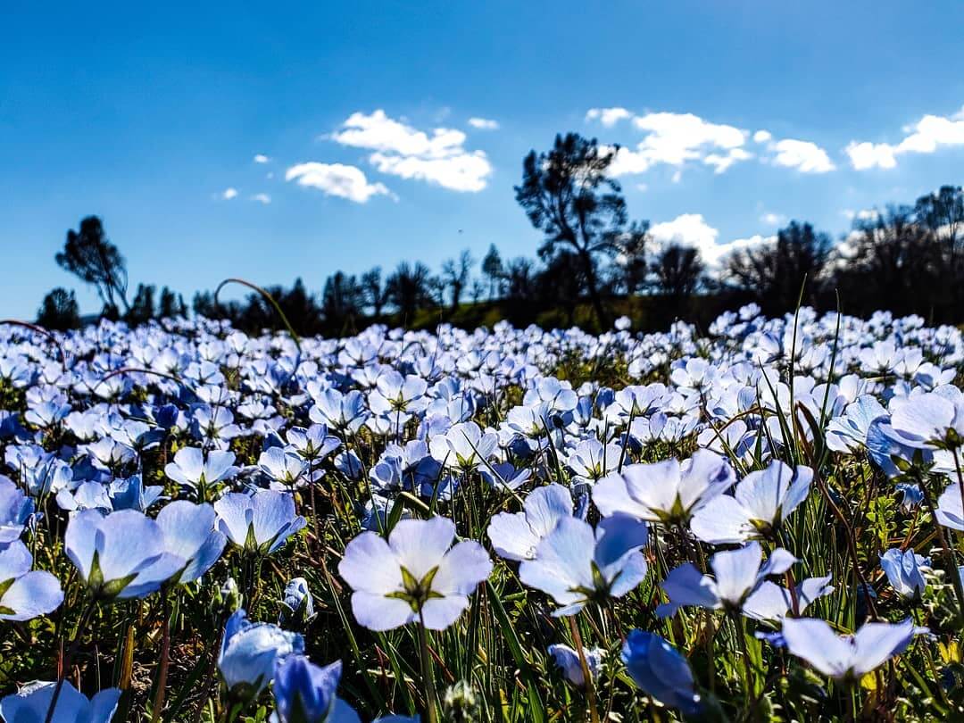 San Luis Obispo Wildflower Superbloom 2019