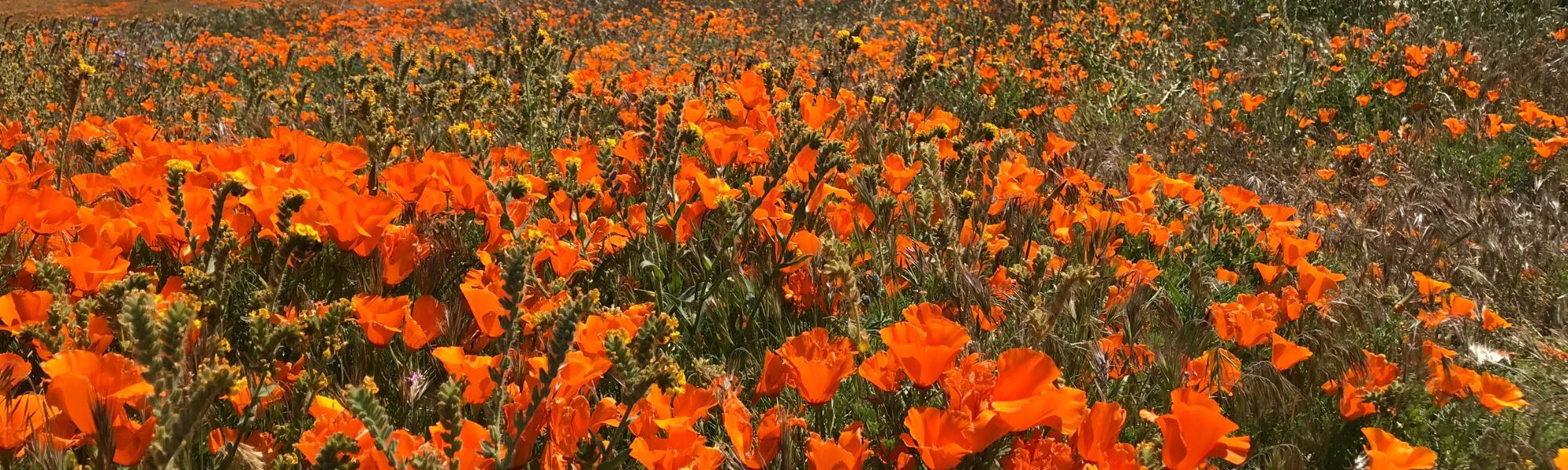 Where to See California Poppies in Full Bloom (2023 Guide)