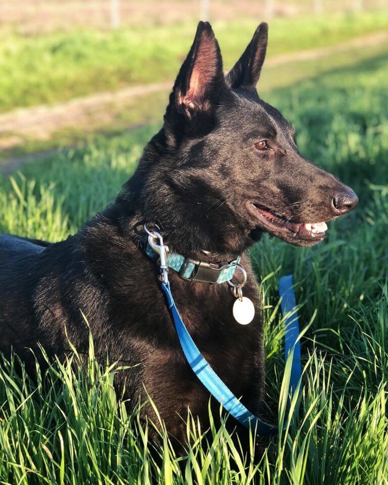 dog friendly things to do in san luis obispo