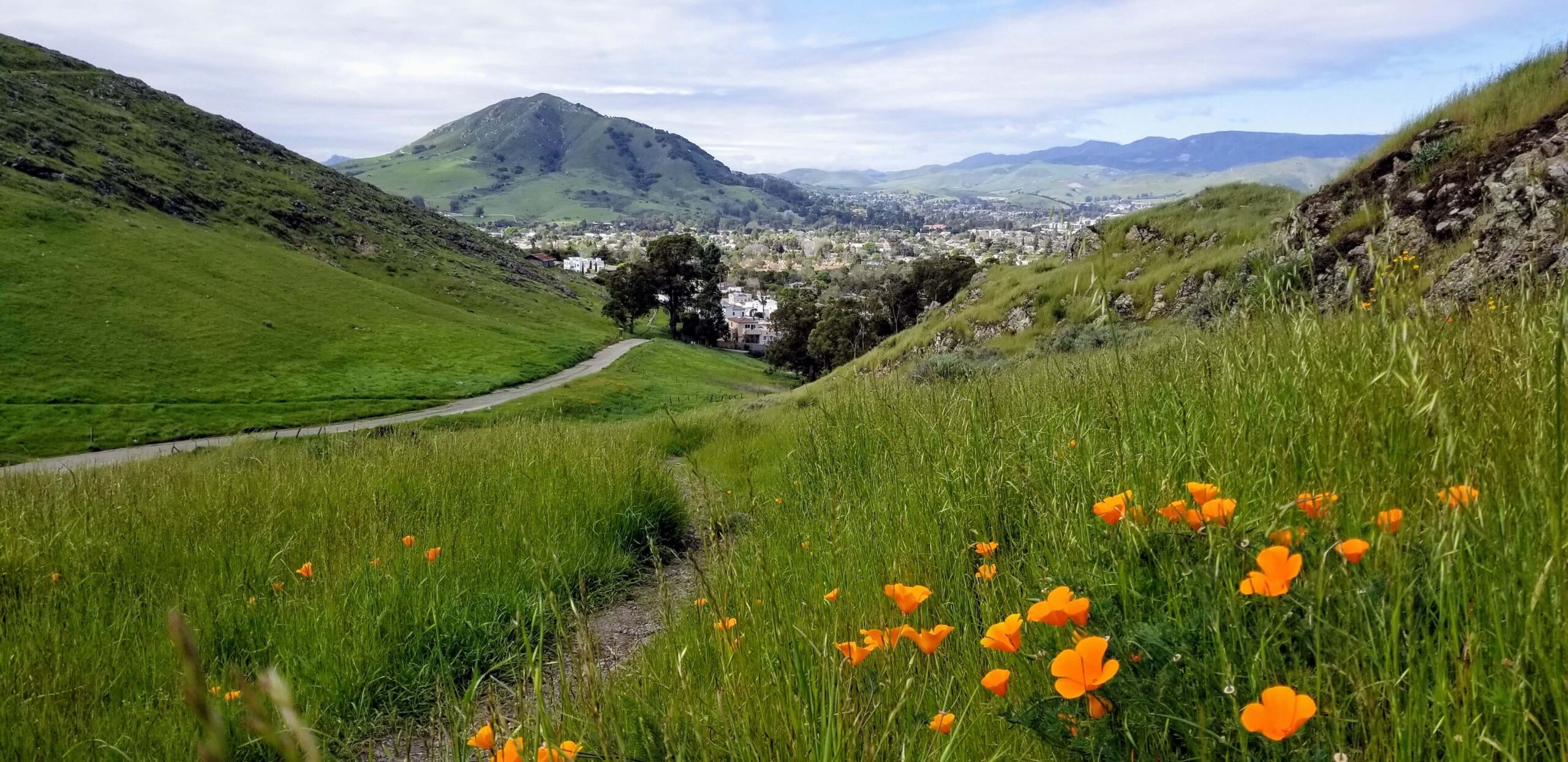 Lush, green, grassy hills with orange poppies in the hills of San Luis Obispo.