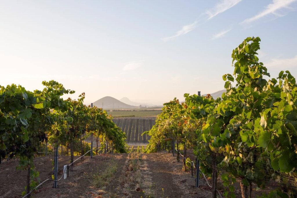 vineyard with mountains