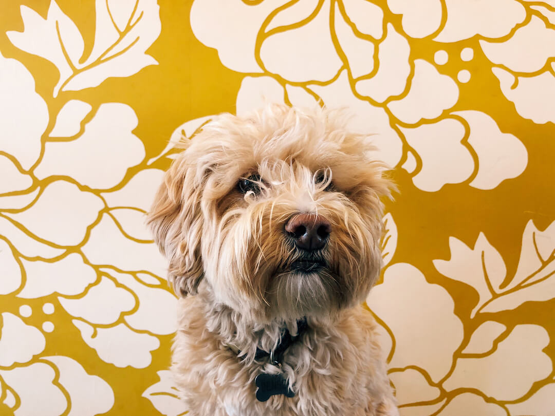 A furry dog in front of the yellow, floral print wall of Scout Coffee in San Luis Obispo. Photo by @cas_si.