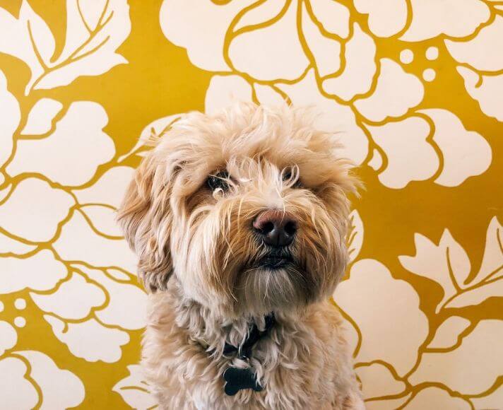A furry dog in front of the yellow, floral print wall of Scout Coffee in San Luis Obispo. Featured Image by @cas_si.
