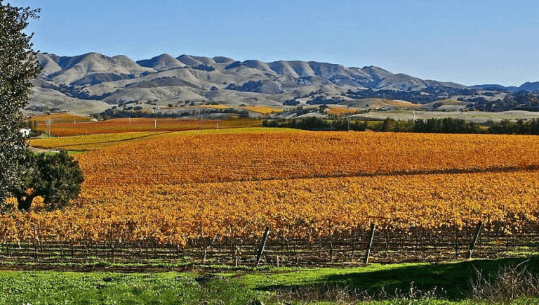 Fall colored vineyards in San Luis Obispo.