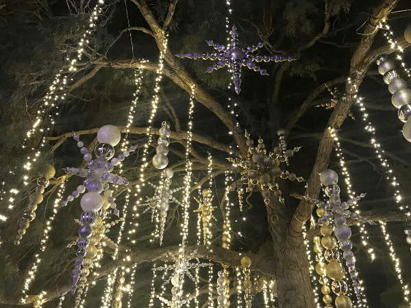 Lit up tree at Cambria Christmas Market