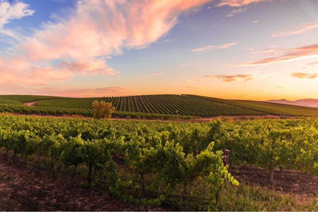 Edna Valley Sunset over the vineyard, taken by @frames_of_mine_photography.