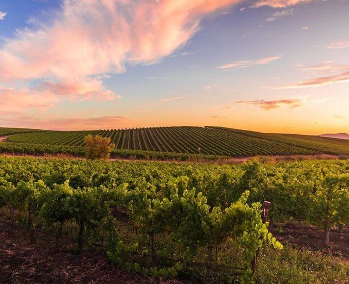 Edna Valley Sunset over the vineyards taken by @frames_of_mine_photography.