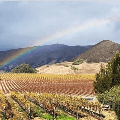 Tolosa Winery's vineyard with a rainbow stretching into the clouds.