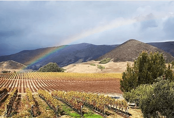 Tolosa Winery's vineyard with a rainbow stretching into the clouds.