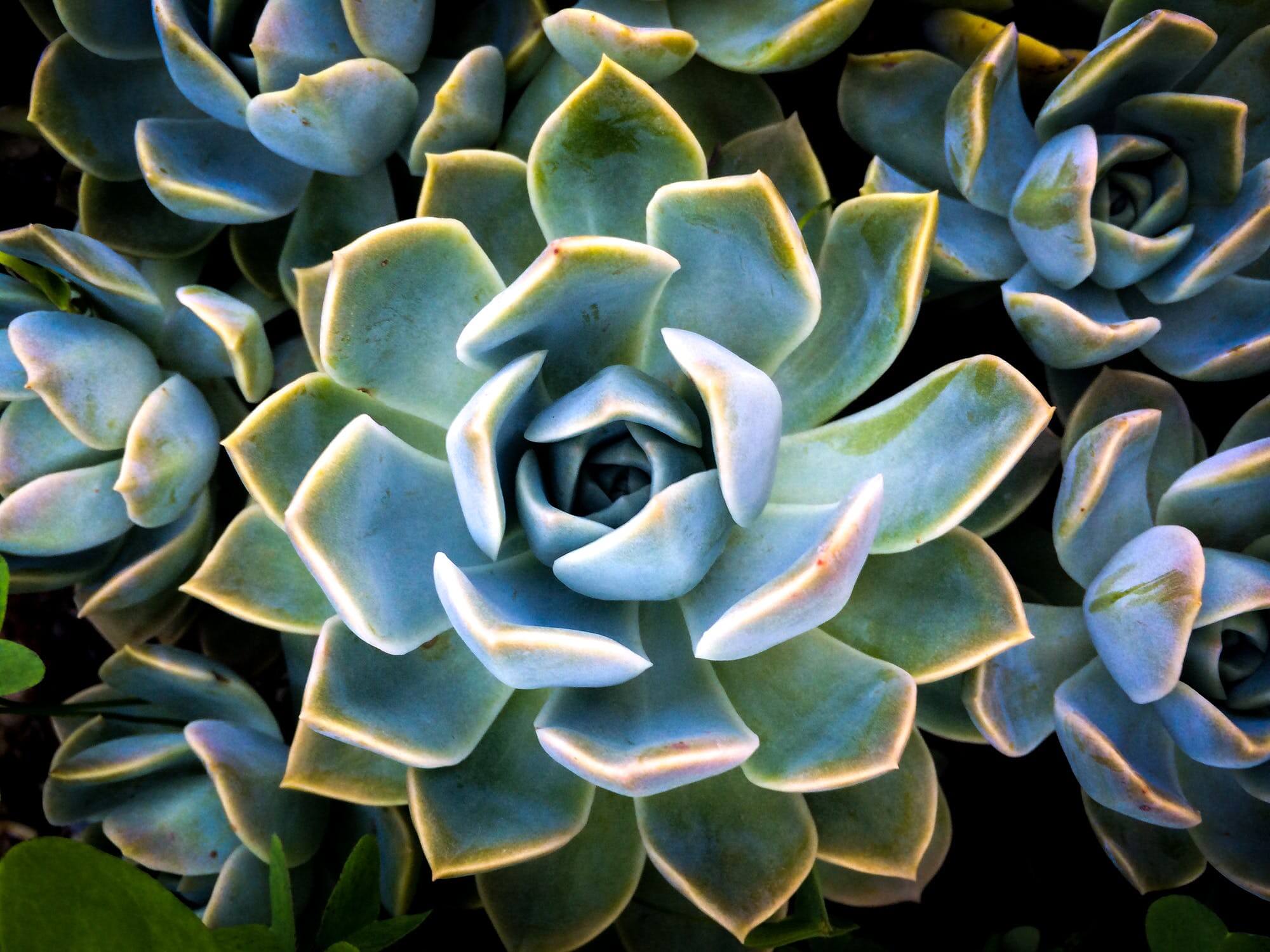 Succulent show