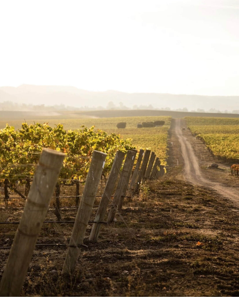 Edna Valley Vineyard Views 