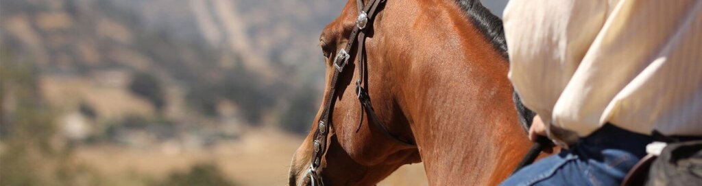 san-luis-obispo-horseback-riding