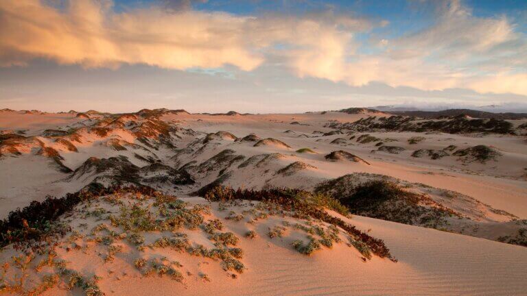 The Guadalupe-Nipomo Dunes Center