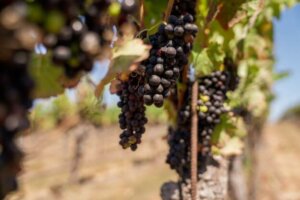 Visit SLO vineyard