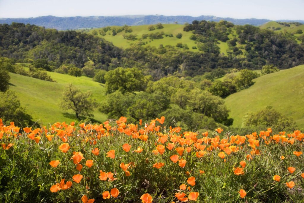 Kohl's - Visit San Luis Obispo