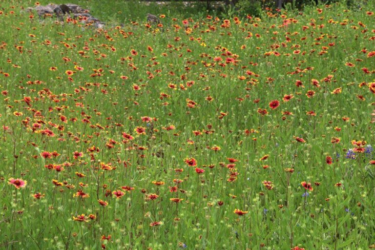 Field of Flowers