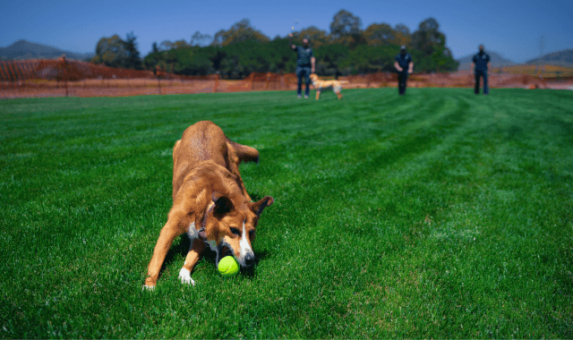 Laguna Lake Dog Park