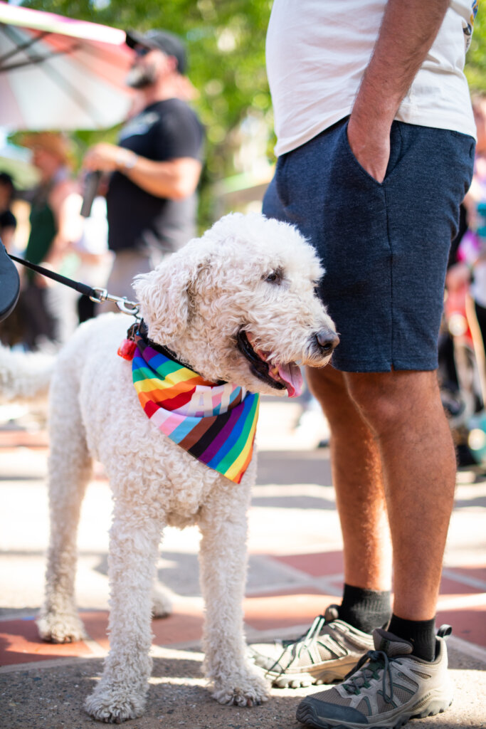 SLO Pride Fest Dog