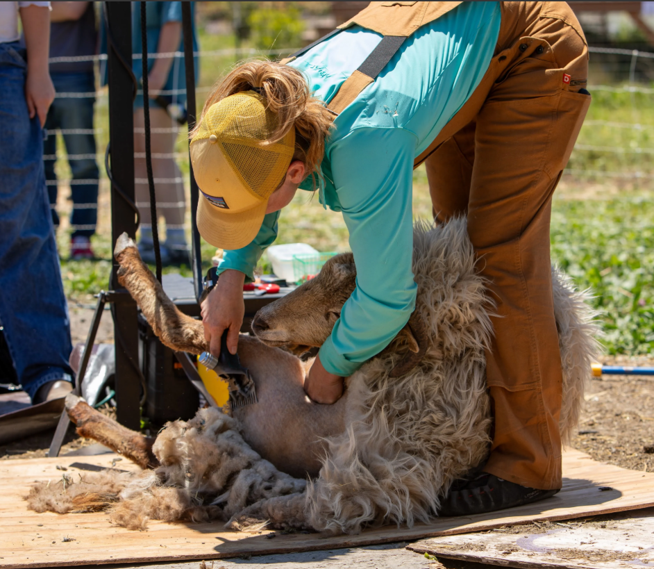 Sheep Shearing