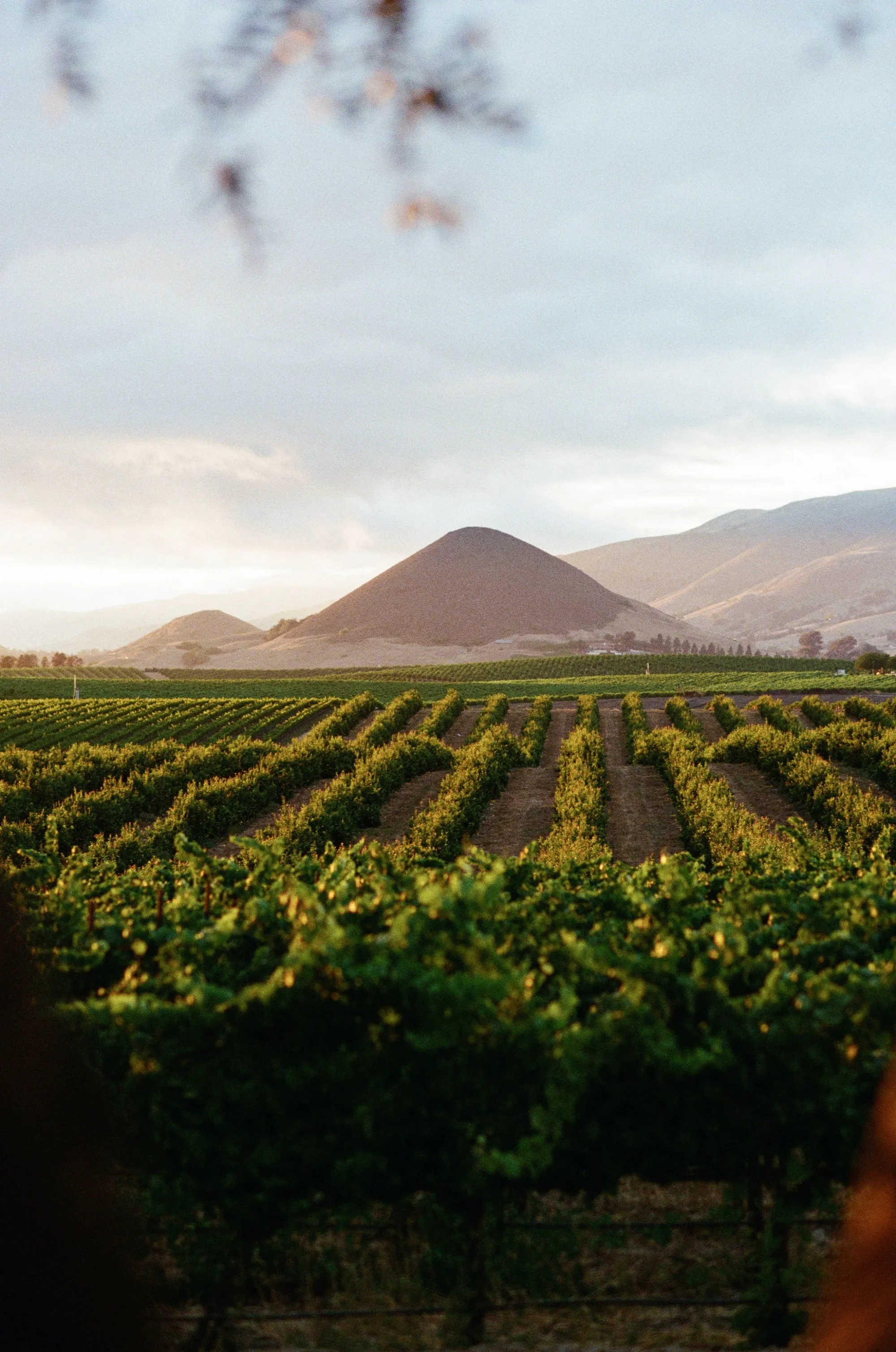 edna-vineyards-film-photo