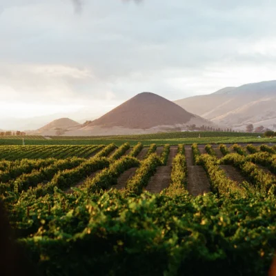 edna-vineyards-film-photo