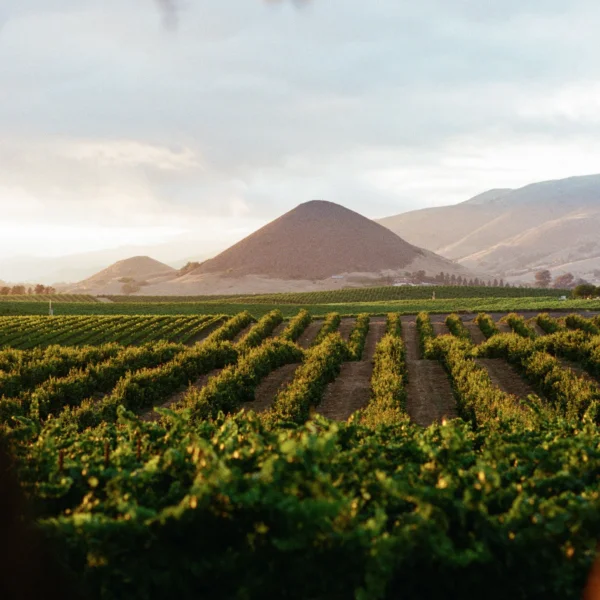 edna-vineyards-film-photo